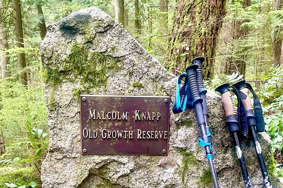 Outdoor enthusiast Ron Paley joined members of the Ridge Meadows Outdoor Club for a 10-km hike in UBC Malcolm Knapp Research Forest earlier this week. Their three-hour excursion took them up to the old growth area near Loon Lake Lodge. The 5,000-plus hectare forest in east Maple Ridge is home to some 400-year-old trees, though most of its trees are 70 to 120 years old. (Special to The News) 