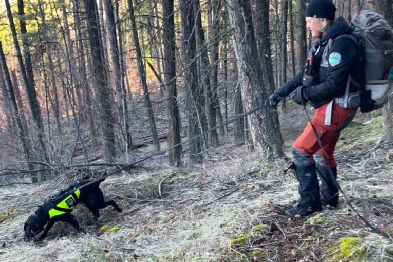 Barrett and his Central Okanagan Search and Rescue handler sniff out the trail of a trio of lost hikers in Kalamalka Lake Provincial Park March 16. (VSAR photo) 
