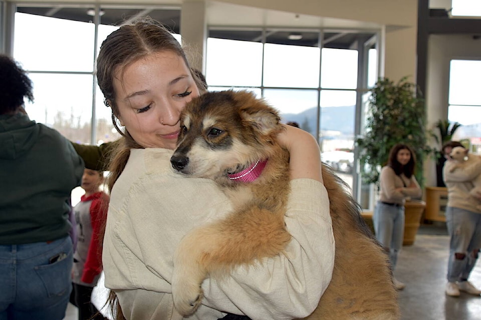 It was puppy love for Sidney Albright, cuddling malamute Xena, at Shuswap Paws Rescue Society’s Puppy Day hosted by Braby Motors on Saturday, March 23. (Heather Black-Salmon Arm Observer) 