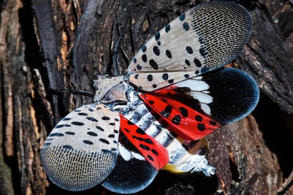 The Spotted Lantern Fly is an invasive species and is considered a danger to the Okanagan fruit and wine industries. (RDCO photo) 