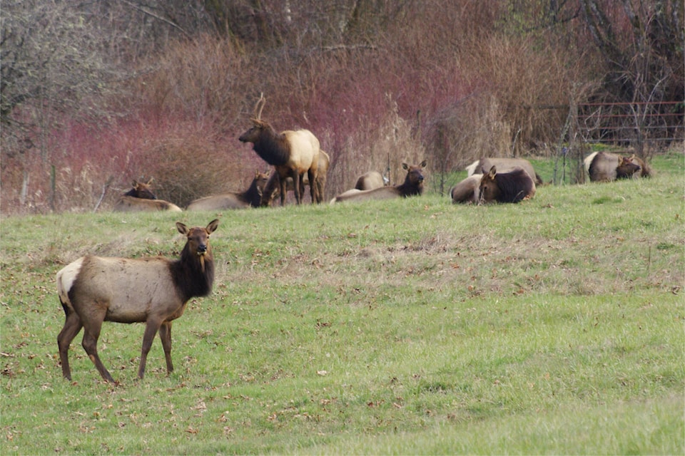 web1_240414-nbu-roosevelt-elk-_1