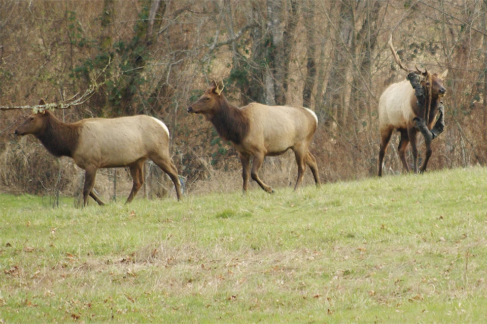 web1_240414-nbu-roosevelt-elk-_3