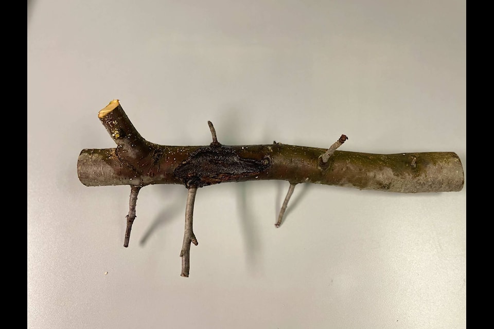 A small bark of an apple tree in Terrace, BC affected by a disease called Anthracnose Canker. <em>(Prabhnoor Kaur/Terrace Standard)</em> 