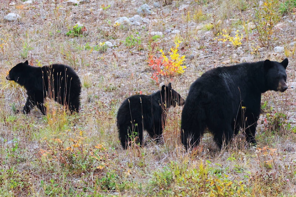 web1_copy_231004-ldn-black-bear-photo_2