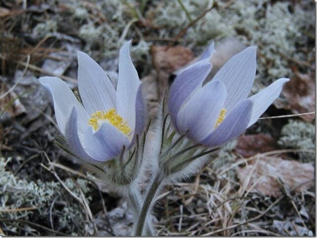 web1_crocus_1001a2