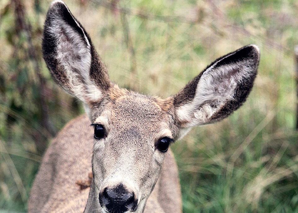 web1_deer-mule-doe