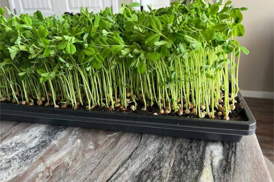 web1_rsz-lone-butte-microgreens-7089_n