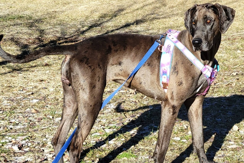 web1_rsz-pasley-adoption-5089_n
