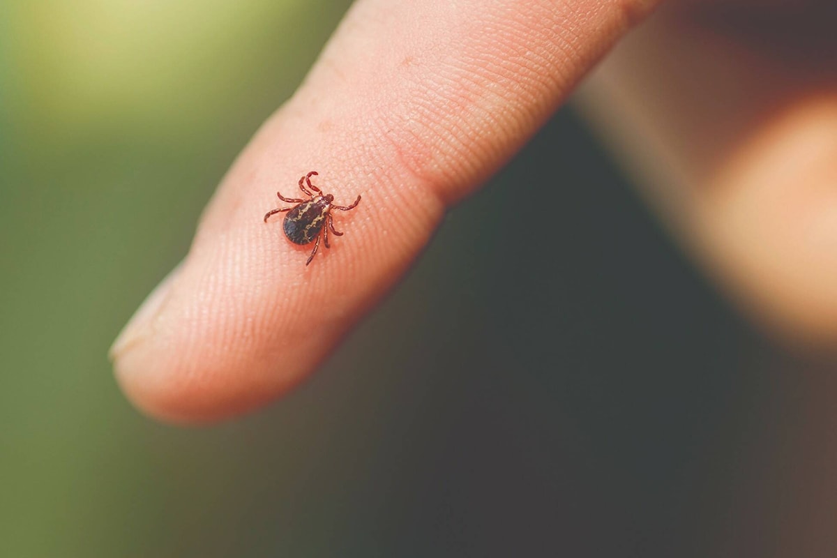Prevent Ticks This Spring with Tips from Interior Health Prevent Ticks This Spring with Tips from Interior Health