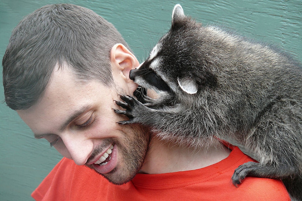 web1_190713-lad-critter-care-raccoon