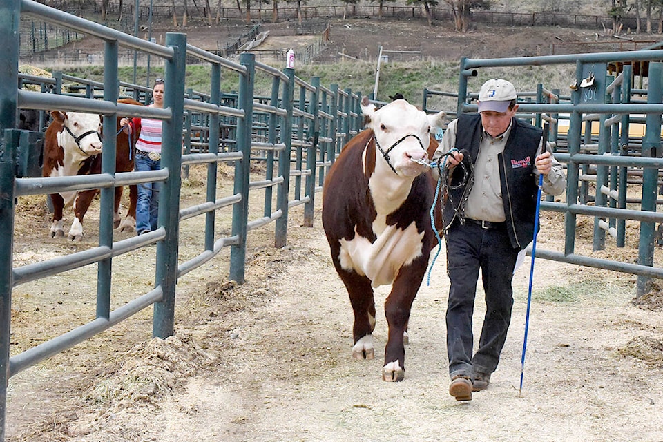 web1_200406-wlt-bull-sale-online-only-bull_1