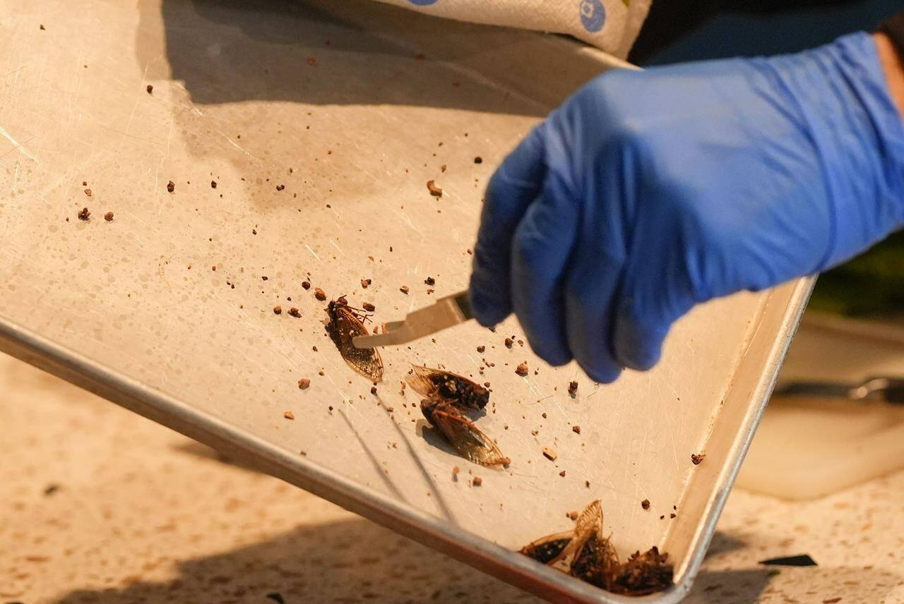 Monstrous little cicadas make for some fine dining as U.S. preps for invasion