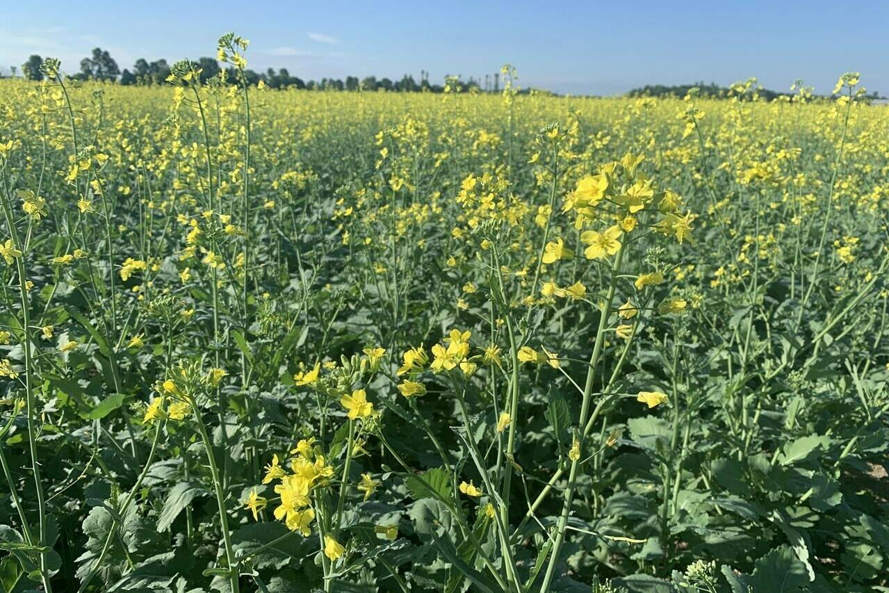 Climate changing what’s growing on Canadian farms, eaten on Canadian tables
