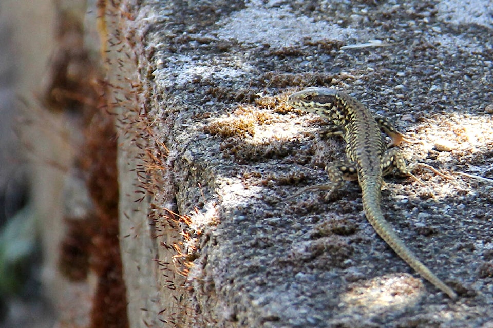 web1_210716-obn-walllizard_2