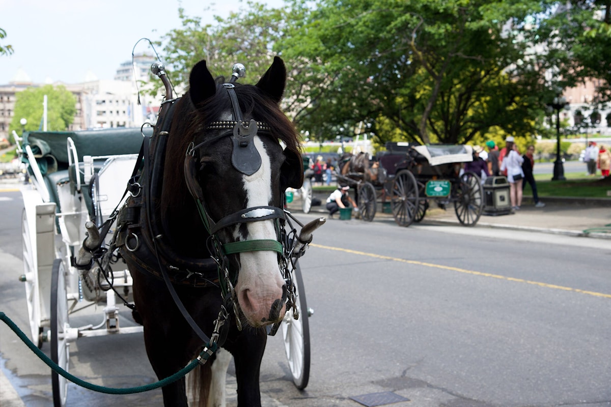 Victoria carriage operator blames equipment malfunction for spooked horse