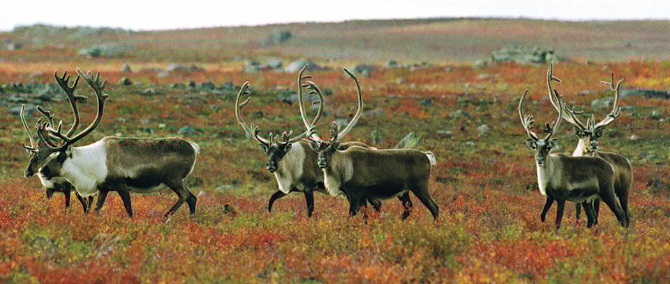 web1_211222-nno-cariboupopulationplan-caribou_1