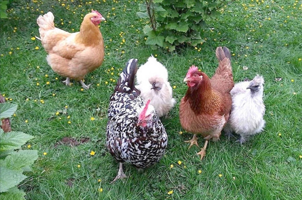 web1_220615-pqn-qb-backyard-chicken-chickens_2