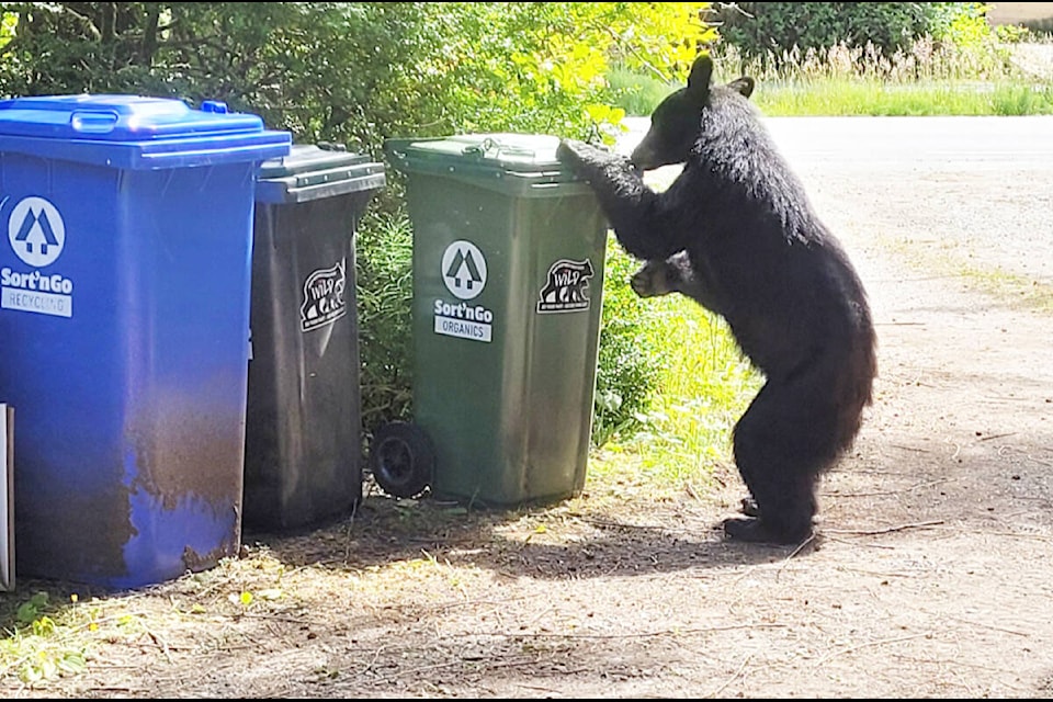Bears love to root though our garbage which it is why it is important for the public to be more bear aware and develop better practices. (WildSafeBC photo) 