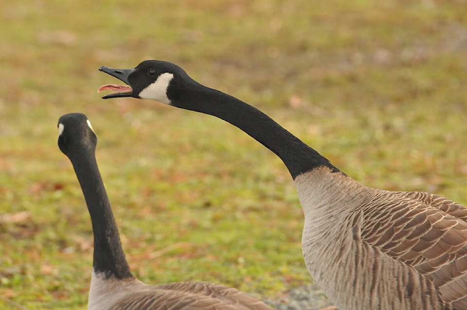 web1_230309-cpl-cultus-geese-sardispark2021_1