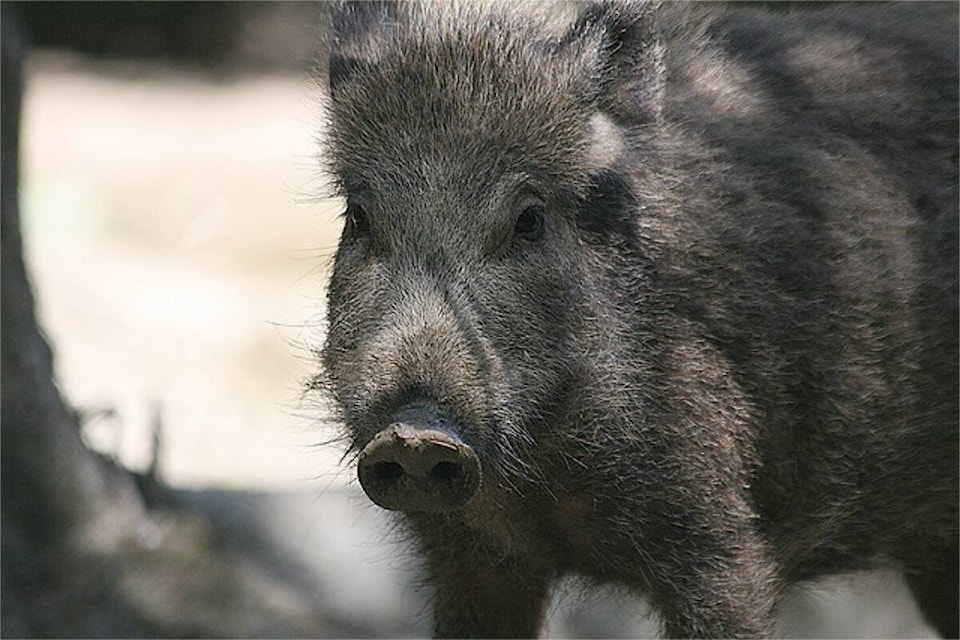 web1_230329-rda-wild-boar-boar_1