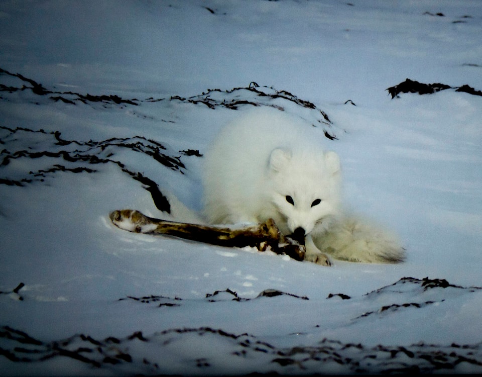 web1_230901-inu-polarbearresearch-_8