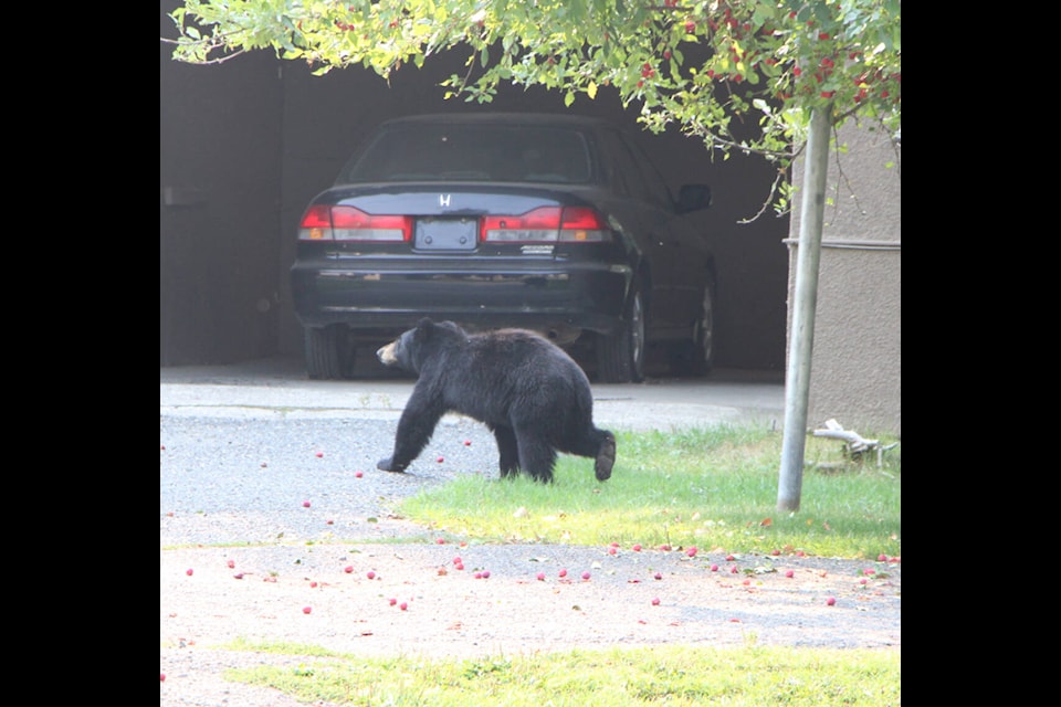 A black bear wanders across the driveway of a 100 Mile House home in 2023. Several bear sighting have been reported in 100 Mile House, the 108 Mile Ranch and Lac La Hache in recent weeks. (File photo - simplymastery) 