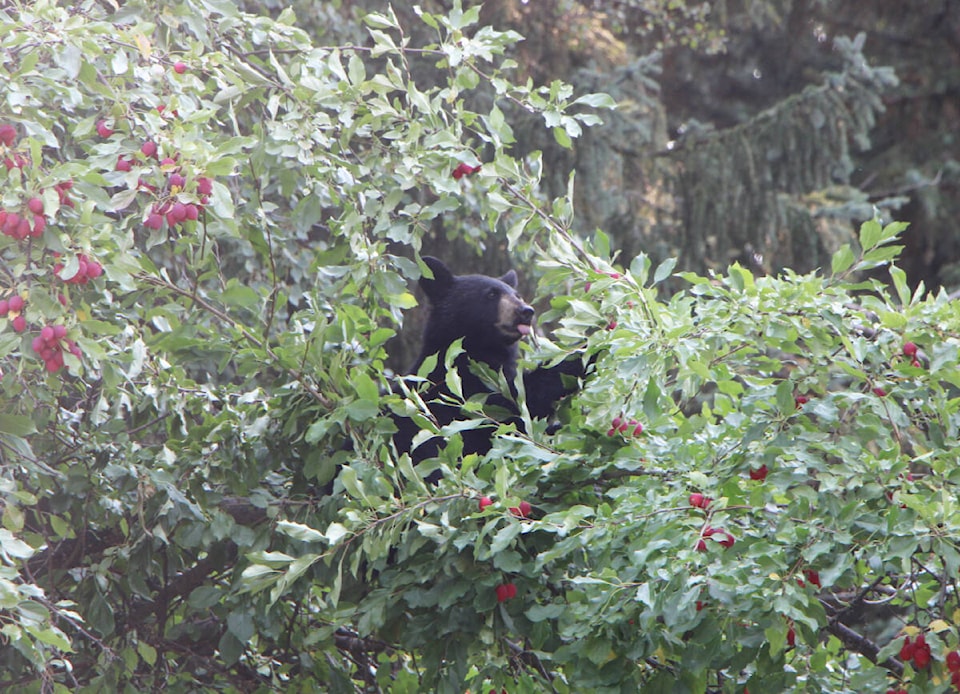 web1_230907-omh-bear-standalone_5
