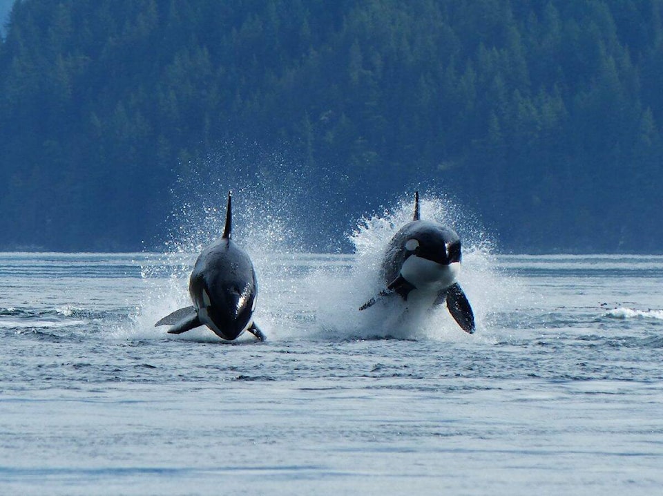 web1_240104-visitor-indigenoustourism-orcas_1