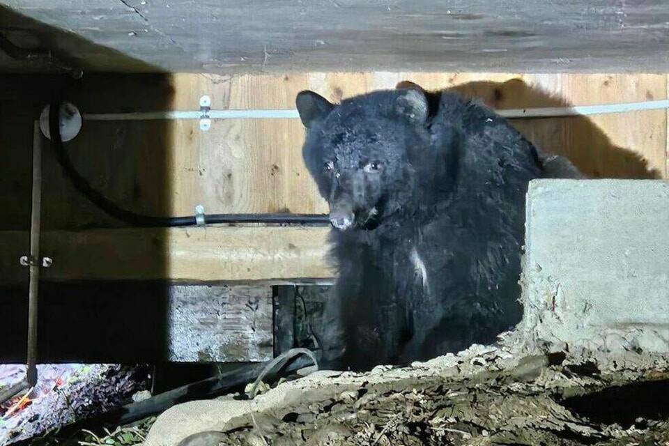 Crystal Weaver and her husband of Lake Cowichan were surprised to find a bear bedding down under their deck last year. (Photo courtesy Crystal Weaver) 