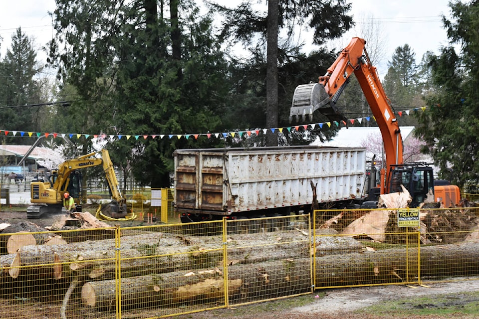 Cutting down seven trees at Maple Ridge Park. (Neil Corbett/The News) 