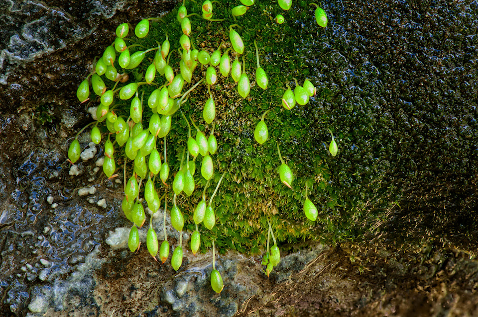 web1_240304-nun-porsylds-bryum-moss_1