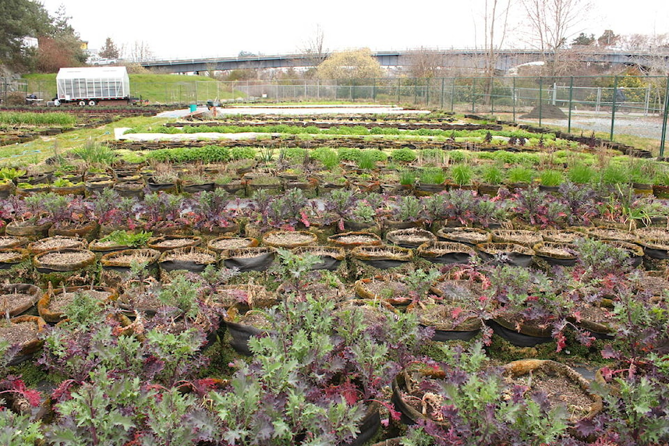 FED Urban Farm in Vic West in March. (Jake Romphf/News Staff) 