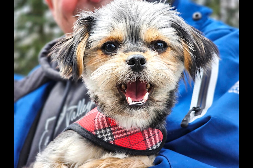 Bella, a former rescue dog, made a return visit to the Patti Dale shelter on Saturday, March 30, for its third annual Easter event. (Dan Ferguson/91ԭ Advance Times) 