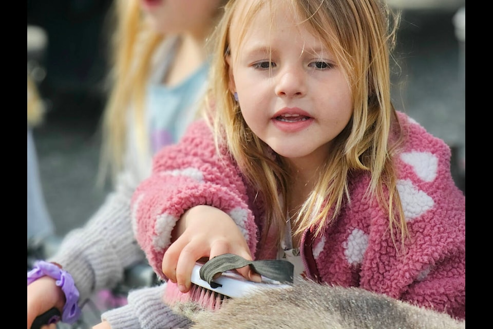 A young visitor applied a brush to a petting zoo sheep at this year’s Aldergrove Easter event, held on Saturday, March 30 on the plaza at Fraser Highway and 272nd Street. (Dan Ferguson/Langley Advance Times) 