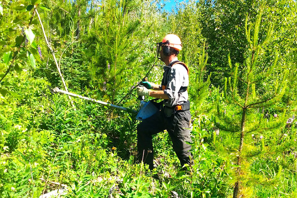 A contractor brushes competitive plant-life away from the young coniferous trees on a reforested West Fraser cut-block, rather than using herbicide. (West Fraser photo) 