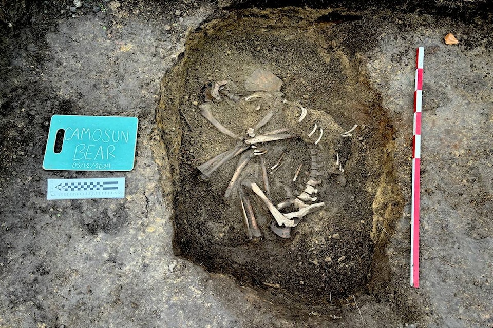 Bear remains unearthed from Camosun College’s campus in 2024. (Courtesy of Camosun College) 