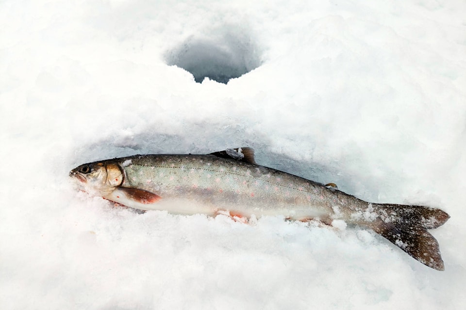 web1_240403_ykn_hunting_fishing_permits-arctic-char_1