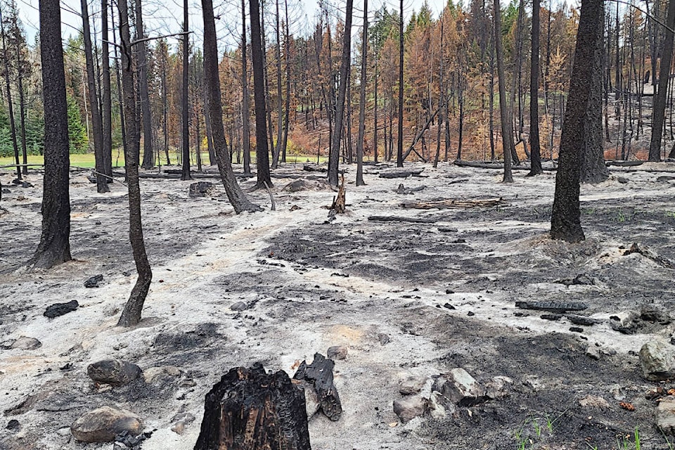 The ashy remains of ‘ghost trees’ near Logan Lake. (Photo credit: Vesta Giles) 