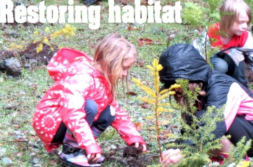 “Casey Thomas (left), and Danielle Bissett carefully work together to plant a seedling along Oliver Creek on Friday while Damien Devlin (back) is diligent in ensuring the cedar sapling she planted has enough soil around it.” (Lake Cowichan Gazette/April 2, 2014) 
