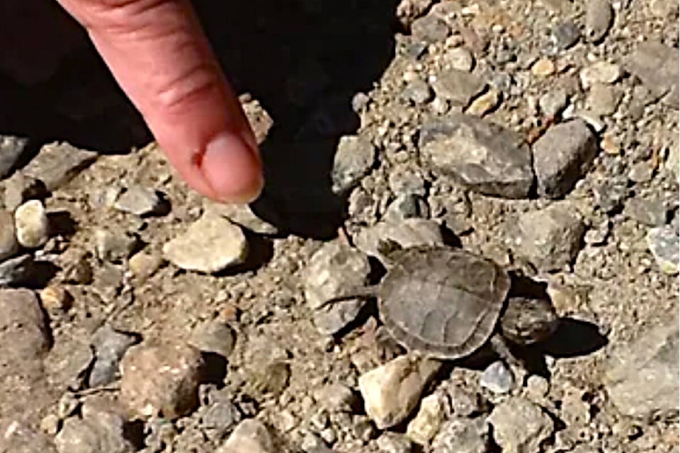 White Lake residents are recording the number of Western painted turtles found in the area, including live or dead ones found on local roads, as part of an ongoing conservation effort. (White Lake Residents Association photo) 