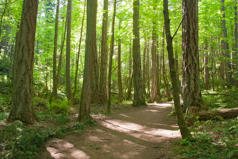web1_240405-sne-cougarsightinguvic-uvic_1