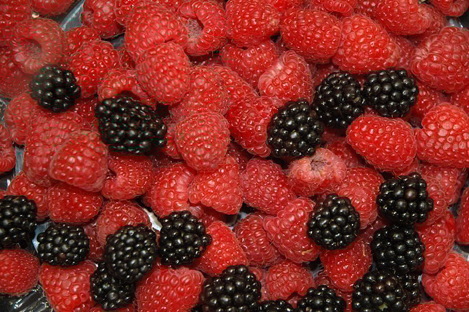 web1_240406-cpl-bc-funding-ufv-research-project-berries_1