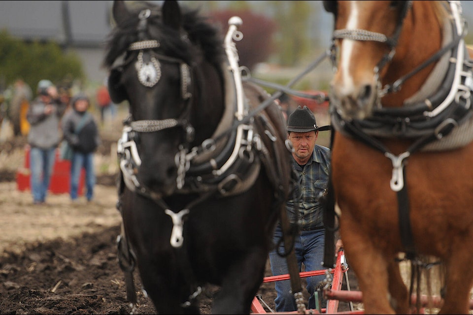 Phil Rogers of Lillooet, B.C. competes in the 102nd annual Chilliwack Plowing Match at Greendale Acres in Chilliwack on Saturday, April 6, 2024. (Jenna Hauck/ Chilliwack Progress file) 
