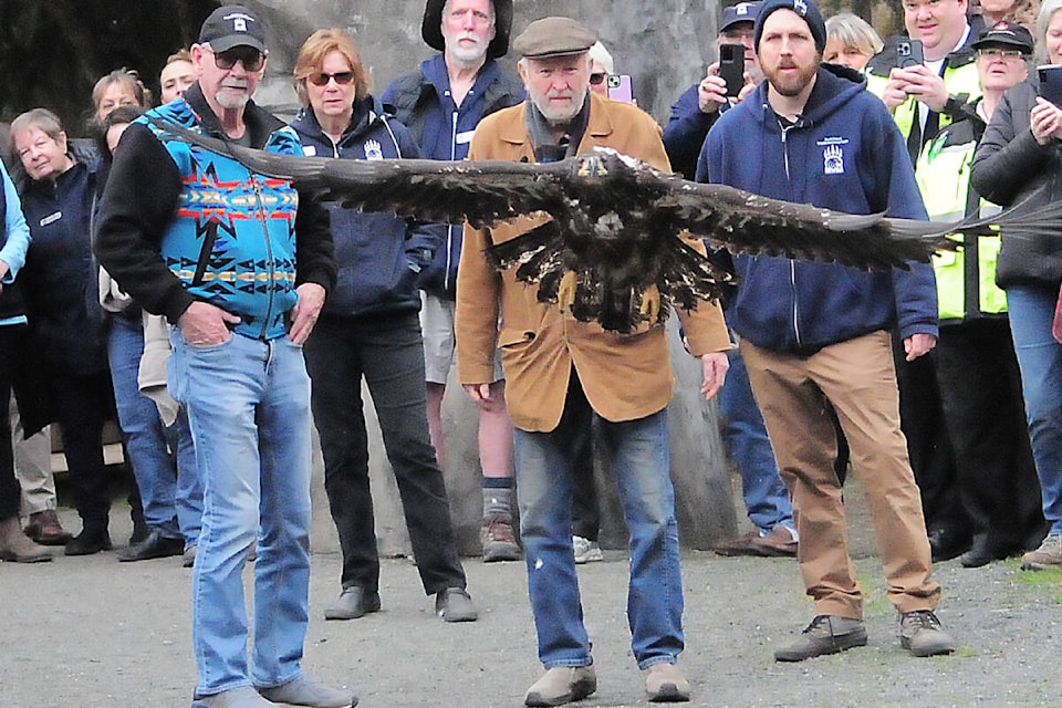 Peter Karsten, wearing a brown coat, watches a young rehabilitated bald eagle from the North Island Recovery Centre soar back to the wild. (Michael Briones photo) 