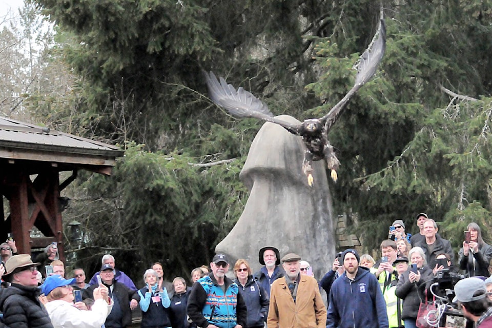 A one-year-old rehabilitated bald eagle from the North Island Recovery Centre flaps its mighty wings as it is released back to the wild. (Michael Briones photo) 