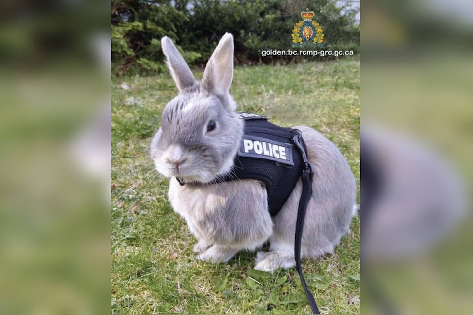 web1_240411-evn-officer-bunny