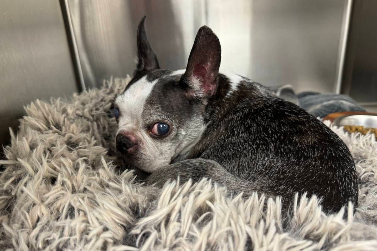Animal rescue sees increase in pets needing help in North Okanagan