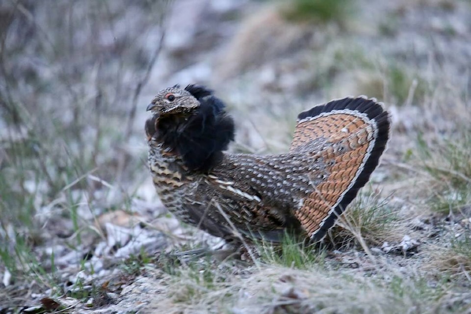 Not sure why this ruffed grouse chose to cross the road, but this guy was on the move toward Columbia Gardens Winery when Ron Wilson spotted it earlier this week. Throughout B.C., the ruffed grouse nests on the ground in forested habitat, usually with a deciduous component, and usually near water. Nests are mostly found at the base of trees; under bushes, shrubs or ferns; and under or next to fallen logs. Photo: Ron Wilson 