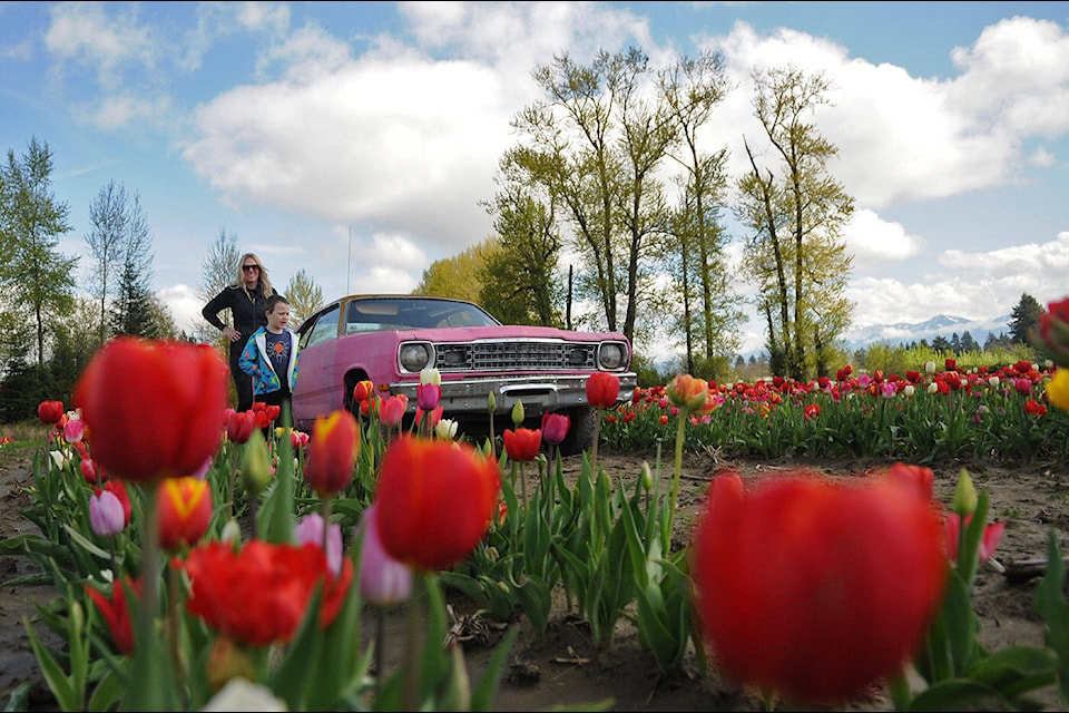 Korina Kinsman and five-year-old son Bodhi from Port Coquitlam visit the iconic pink ‘Pick-A-Part’ car at the Botanica Tulip Festival in Chilliwack on opening day Friday, April 12, 2024. (Jenna Hauck/ Chilliwack Progress) 