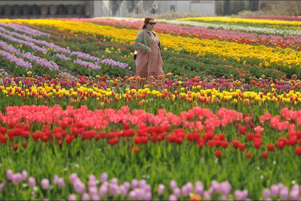 A woman strolls through rows of flowers at the Botanica Tulip Festival in Chilliwack on April 12, 2024. (Jenna Hauck/ Chilliwack Progress file) 